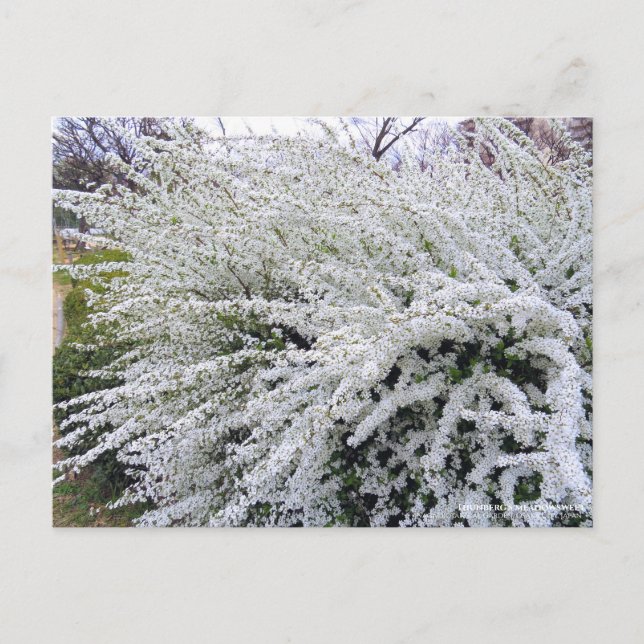 Postal La dulce de carne de Thunberg :Postcard (Anverso)