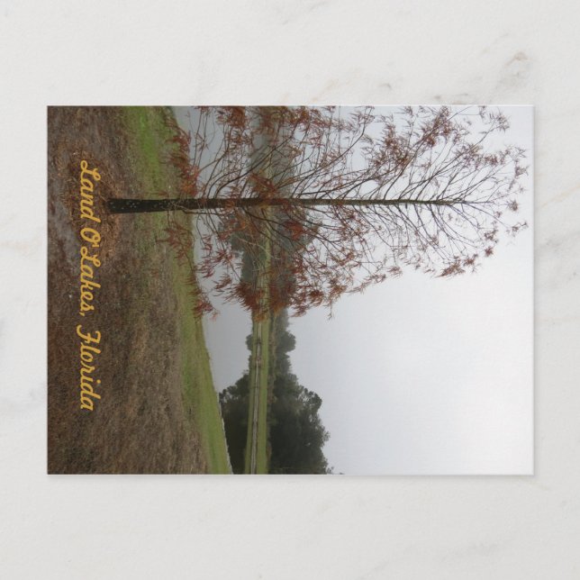 Postal La escena del lago de los lagos de Land O"Lakes (Anverso)