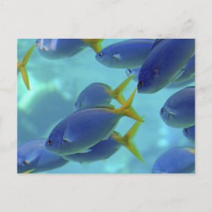 Postal ¡La escuela está fuera!