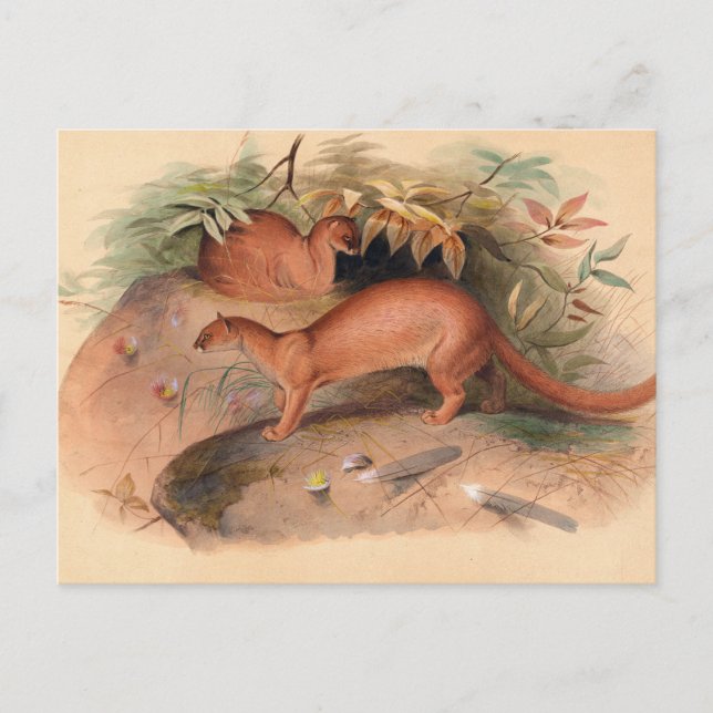 Postal La Eyra de Joseph Wolf (Anverso)