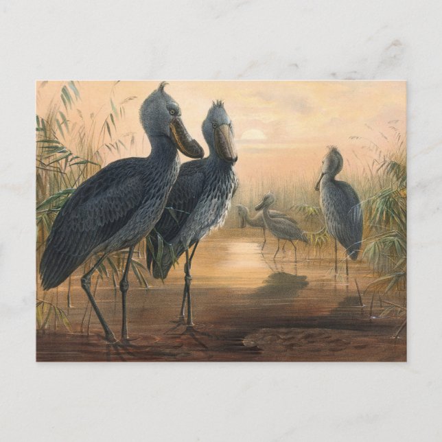 Postal La factura de los zapatos por Joseph Wolf (Anverso)