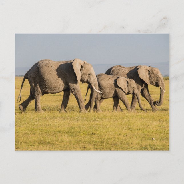 Postal La familia Elephant caminando (Anverso)