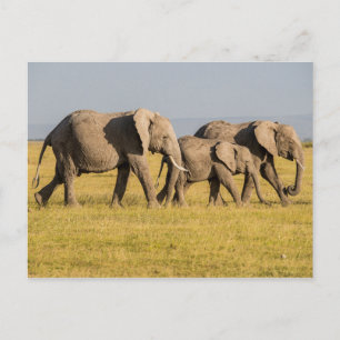 Postal La familia Elephant caminando