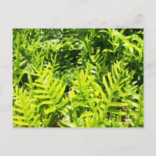 Postal La Fern Postcard del Rey