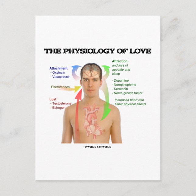 Postal La Fisiología Del Amor (Síntomas Del Amor) (Anverso)