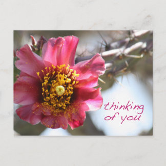 Postal La flor de Cholla "Pensando en ti"