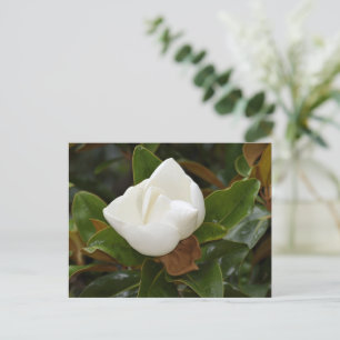 Postal La flor de la Magnolia blanca en flor Postcard