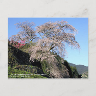 Postal La flor del cerezo "Matabei Zakura"