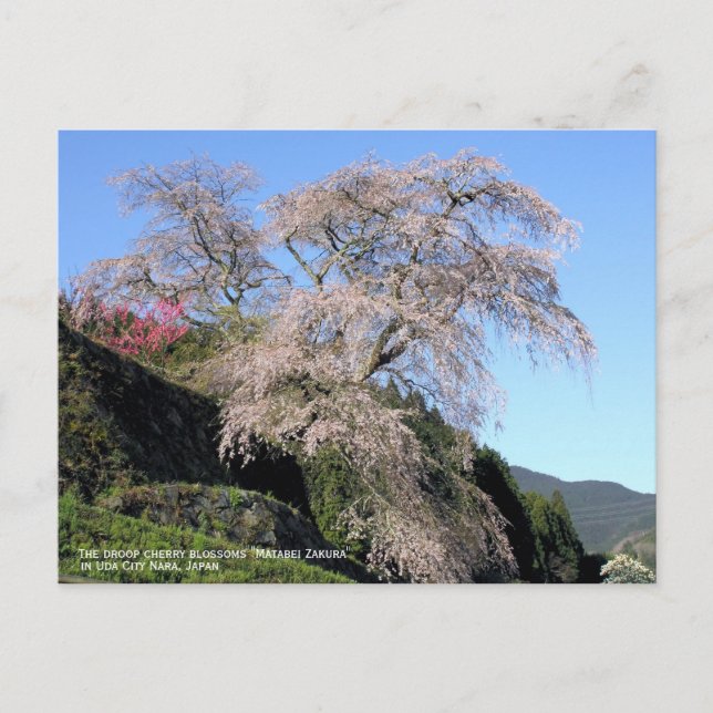 Postal La flor del cerezo "Matabei Zakura" (Anverso)