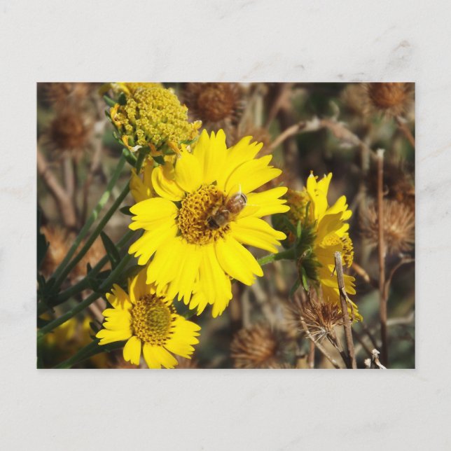 Postal La flor y la abeja (Anverso)