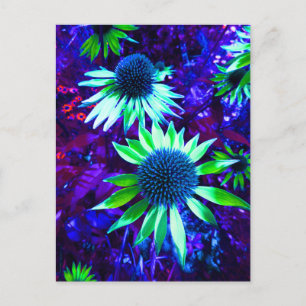 Postal La floración de Echinacea oriental