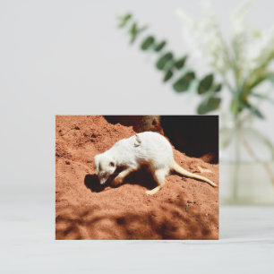 Postal La Forrajera de la Naturaleza: Meerkat blanco cava