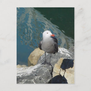 Postal La fotografía de aves de la gaviota Larry Day Ken
