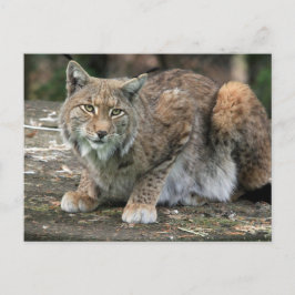 Postal La fotografía de Lynx