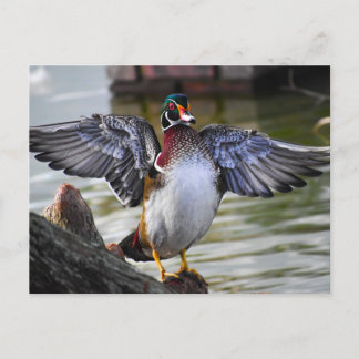 Postal La fotografía del pato de la madera en Florida es 