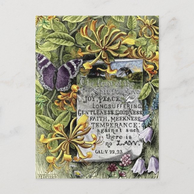 Postal La fruta del alcohol (Anverso)