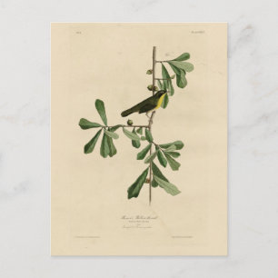 Postal La garganta amarilla de Roscoe, los pájaros de Amé