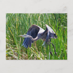 Postal La garza azul despegando