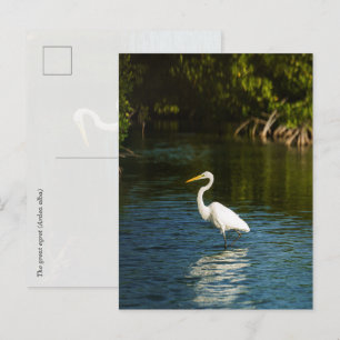 Postal La garza grande (Ardea alba) ave