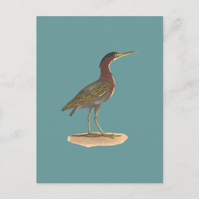 Postal La garza verde, o Poke (Ardea virescens) (Anverso)