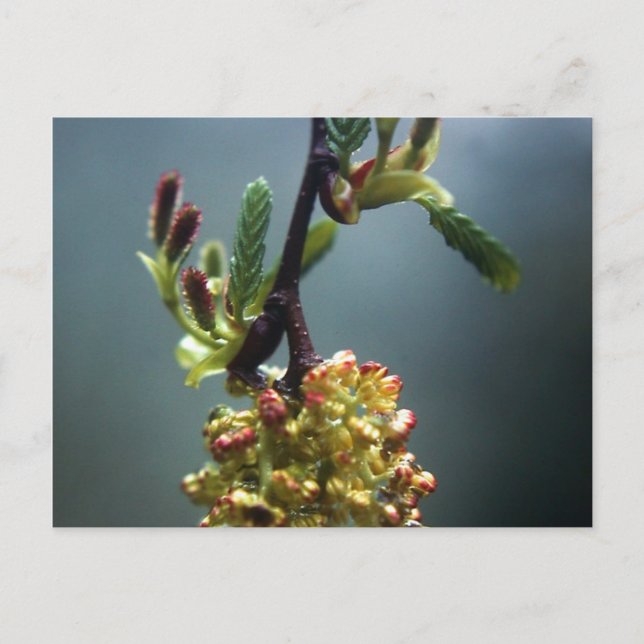 POSTAL LA GAZELLE (Anverso)