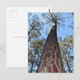Postal La Gerche Ponderosa Pine Postcard