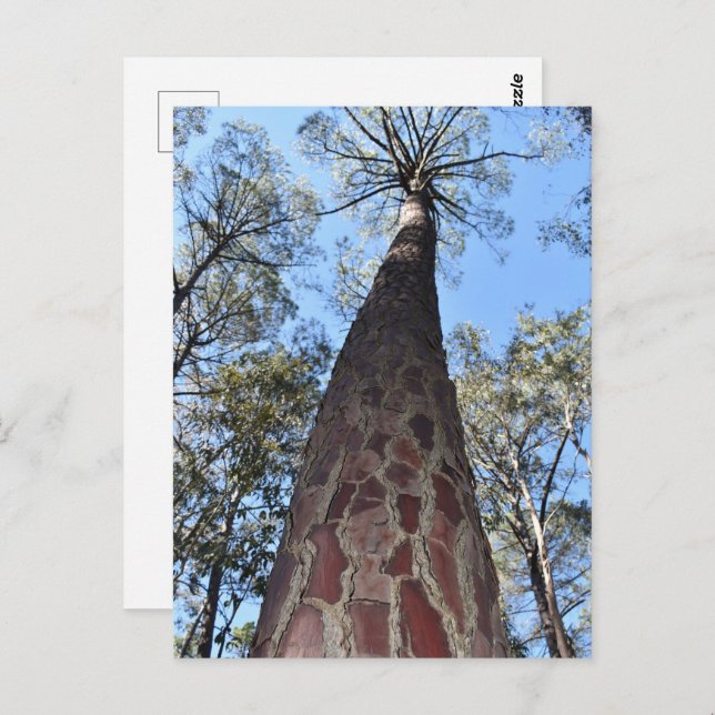 Postal La Gerche Ponderosa Pine Postcard (Anverso / Reverso)