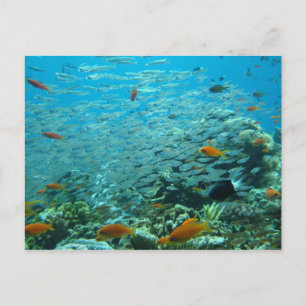 Postal La gran barrera de coral en Australia