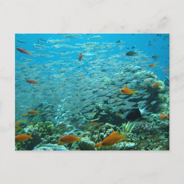 Postal La gran barrera de coral en Australia (Anverso)