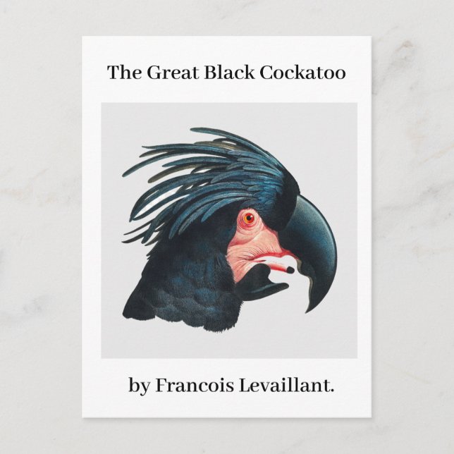 Postal La Gran Cockatoo Negra de Francois Levaillant. (Anverso)