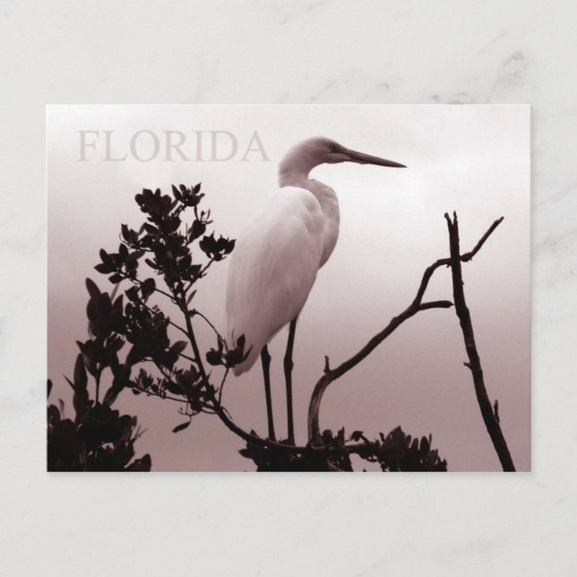 Postal La Gran Egret - Los Cayos de Florida (Anverso)