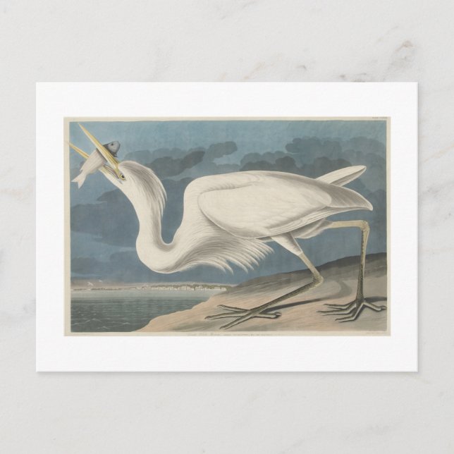 Postal La gran garza blanca (Anverso)