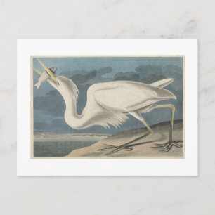 Postal La gran garza blanca