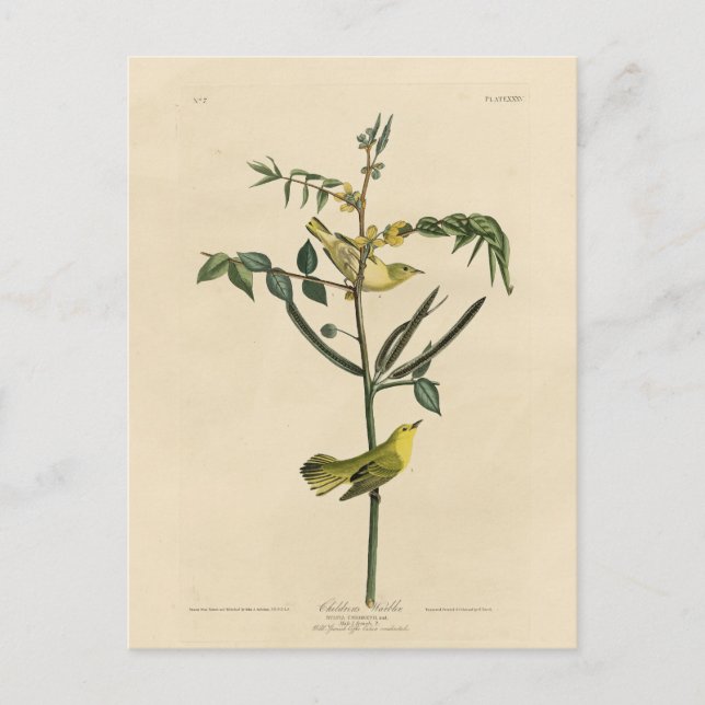 Postal La guerra de los niños de los pájaros de América d (Anverso)