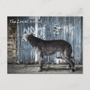 Postal La hebilla leal