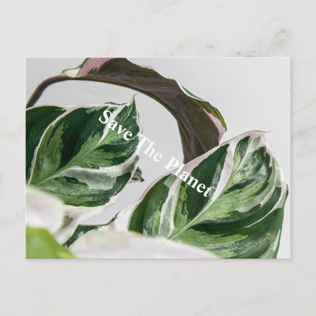 Postal La hoja verde Sava el planeta (Anverso)
