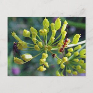 Postal La hormiga, la mosca y la maleza