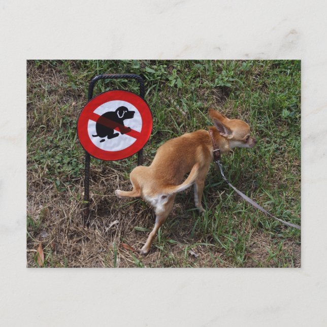 Postal La ignorancia es bliss (Anverso)