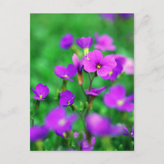 Postal La Invasión Púrpura De La Primavera