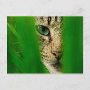 Postal La jungla de juego Moggy