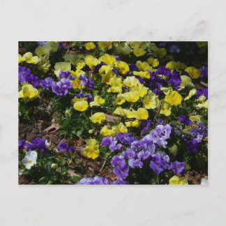 Postal La ladera de los Pansies morado y amarillo