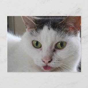 Postal La lengua del gato se está apagando