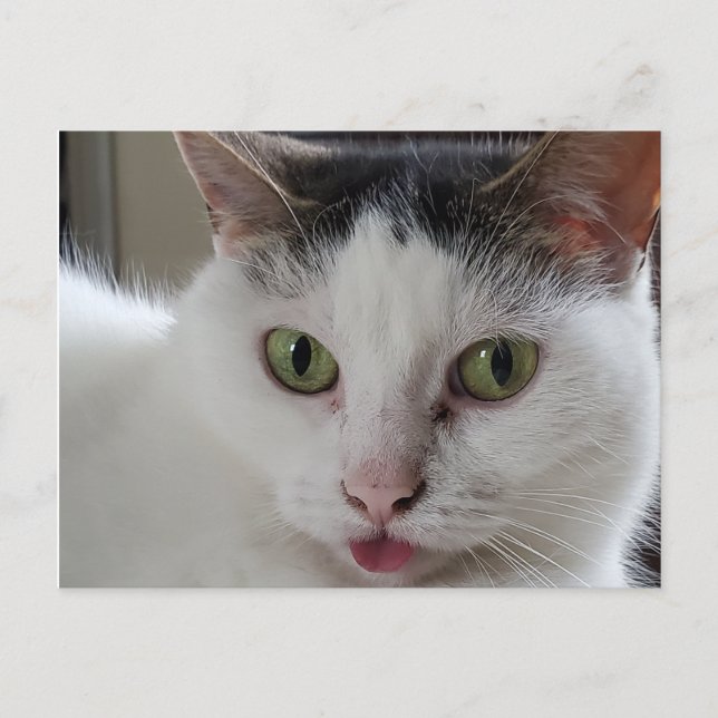 Postal La lengua del gato se está apagando (Anverso)
