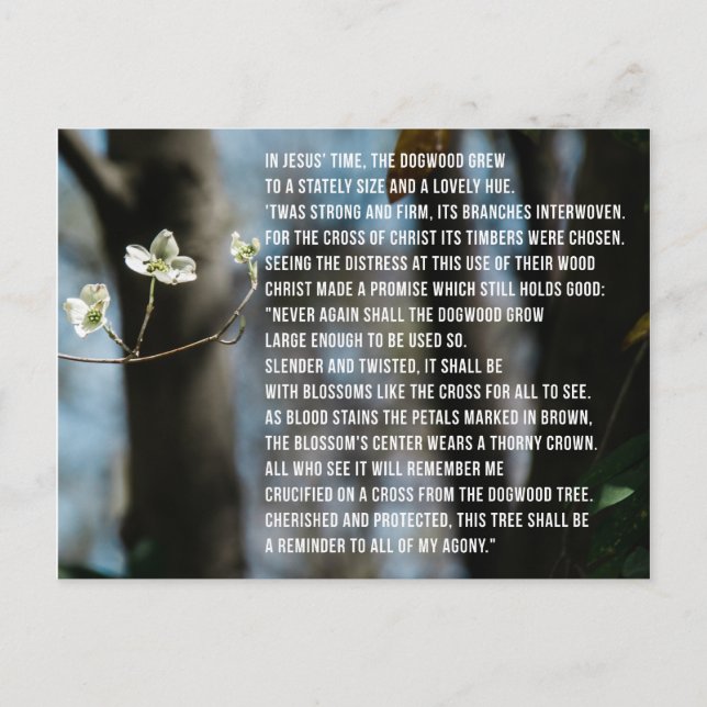 Postal La leyenda del dogwood (Anverso)