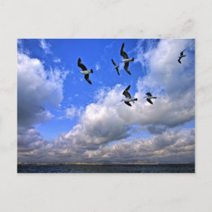 Postal La Libertad Volando Arrojó Nuestras Alas