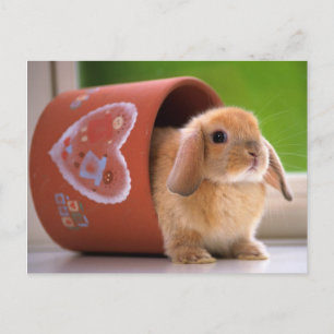 Postal La liebre en la olla de flores