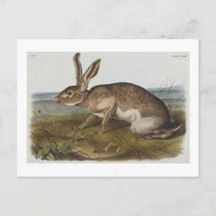 Postal La liebre texiana de Audubon