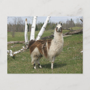 POSTAL LA LLAMA DIARIA