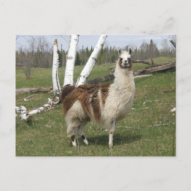 POSTAL LA LLAMA DIARIA (Anverso)