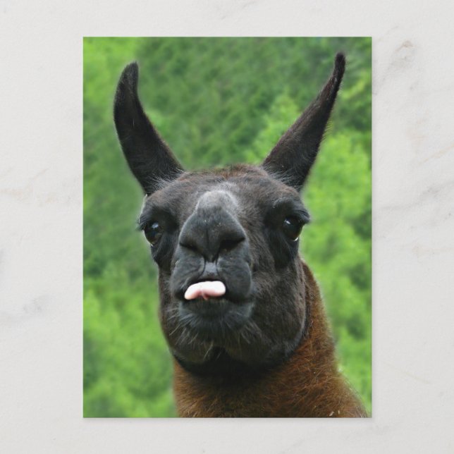 Postal ¡La llama pega hacia fuera la lengua en USTED! (Anverso)